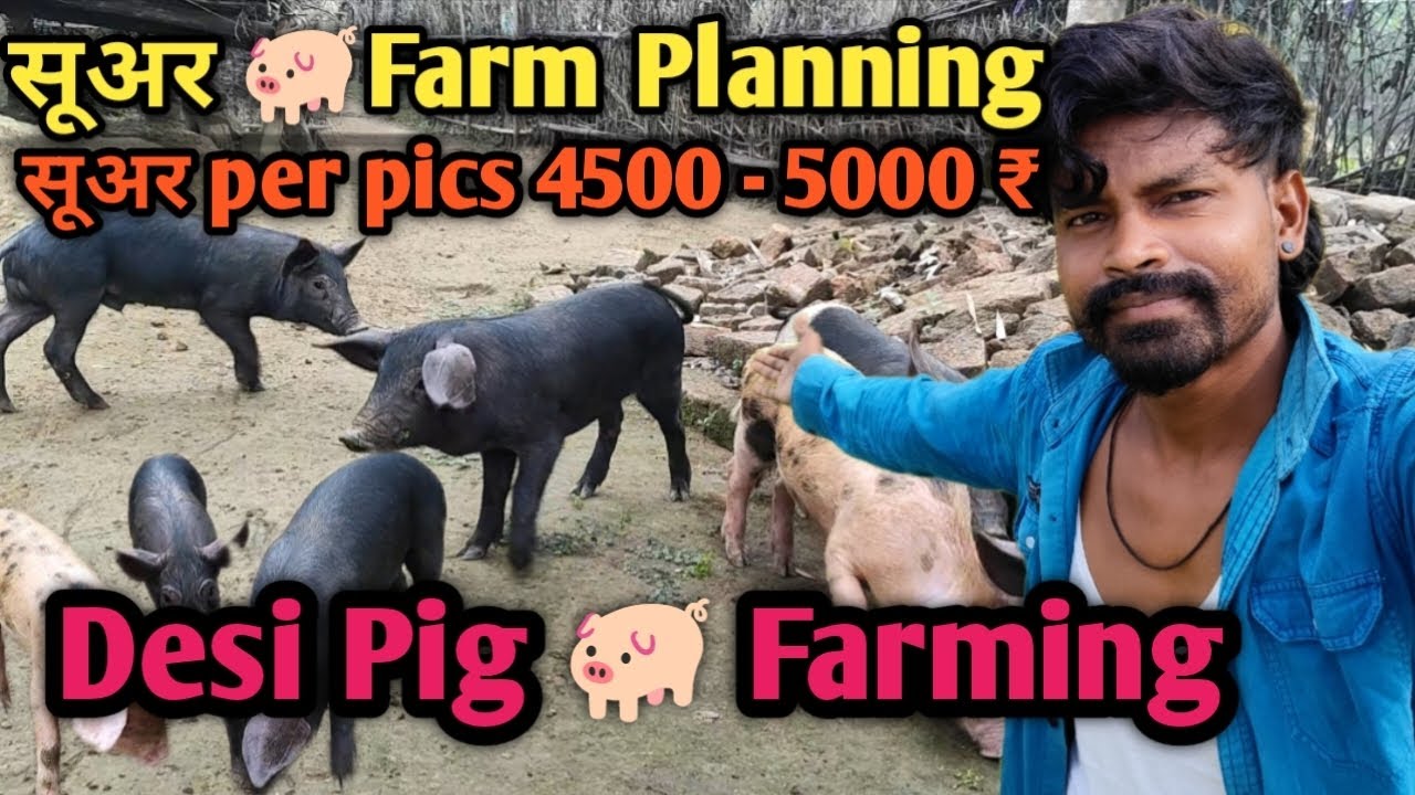 सूअर 🐖 फार्म खोलो और लाखों कमाओ 😱 | Suvar farm kholo or lakho kamao | देहाती सूअर फार्म नियोजन | 