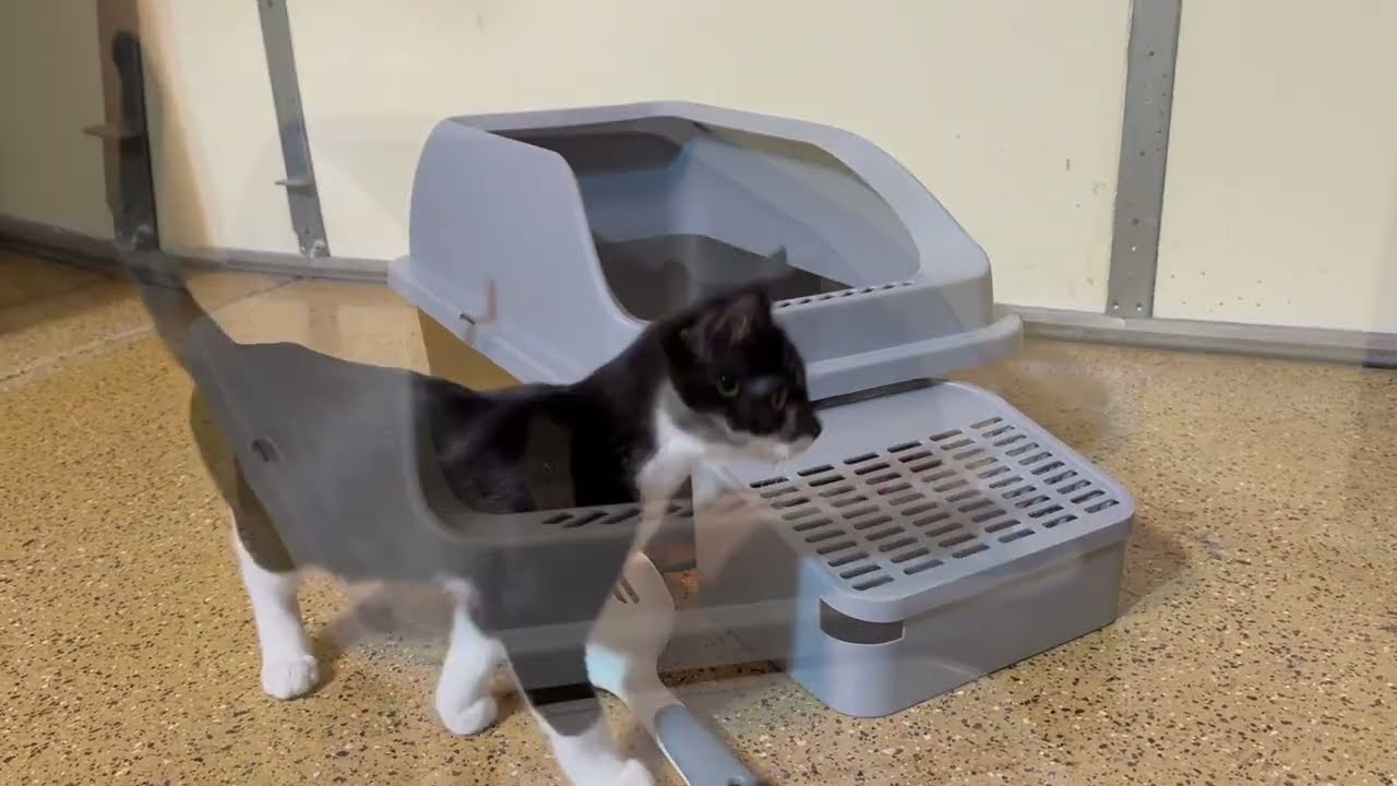 Feandrea Stainless Steel Cat Litter Box with Open Top, High Sided Litter Tray with Step, Scoop, Brus