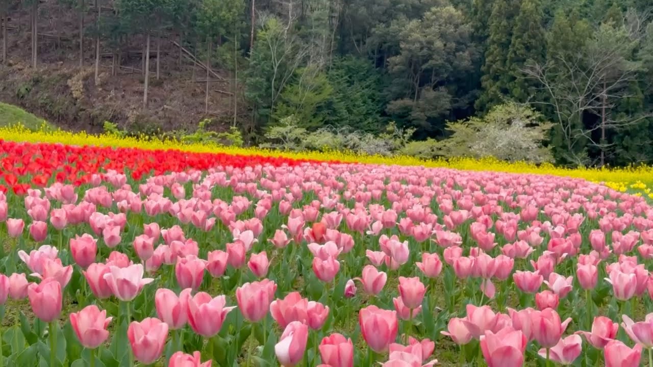 2025/04/14　鬱金香超超超超超撮り頃です！　フラワーパークおおず　その８　〜愛媛県大洲市〜
