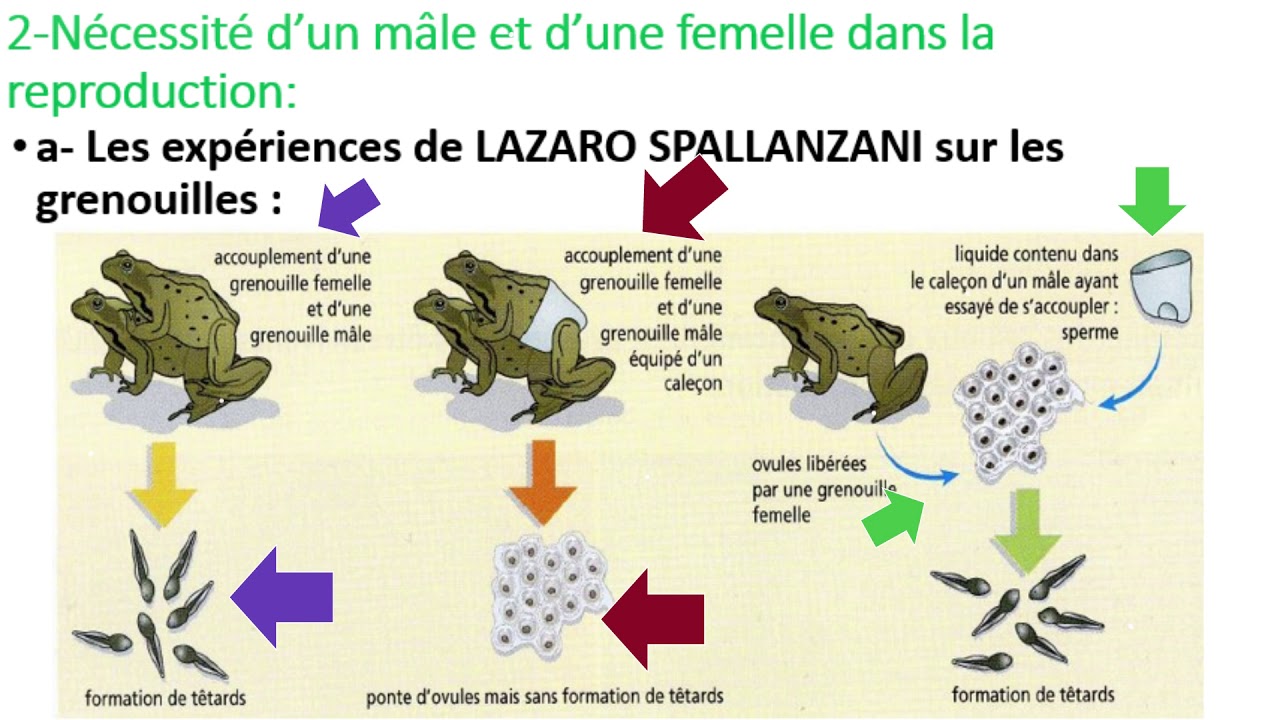 2AC- La reproduction chez les animaux (Partie 1 )
