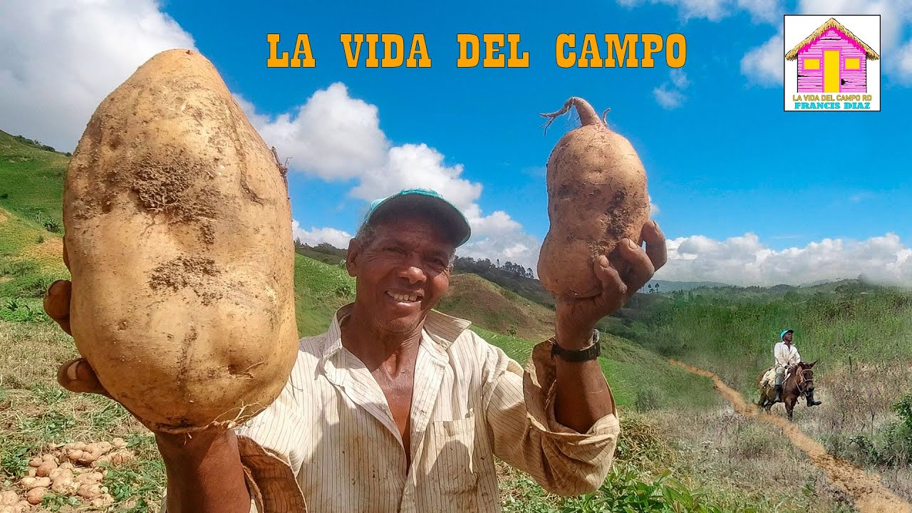 SACANDO  BATATAS EN UN CAMPO DOMINICANO