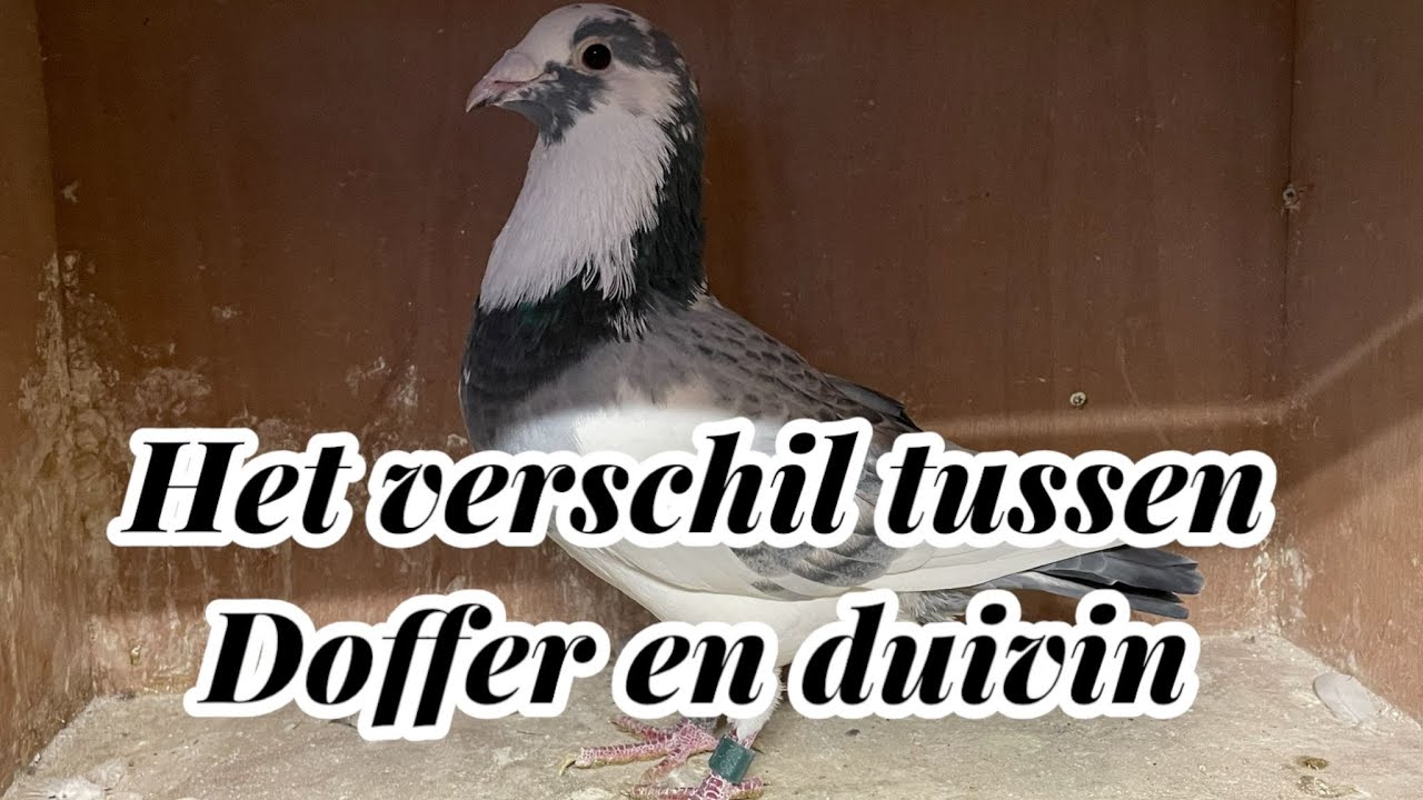 Hoe kun je een doffer van duivin onderscheiden | Postduiven |