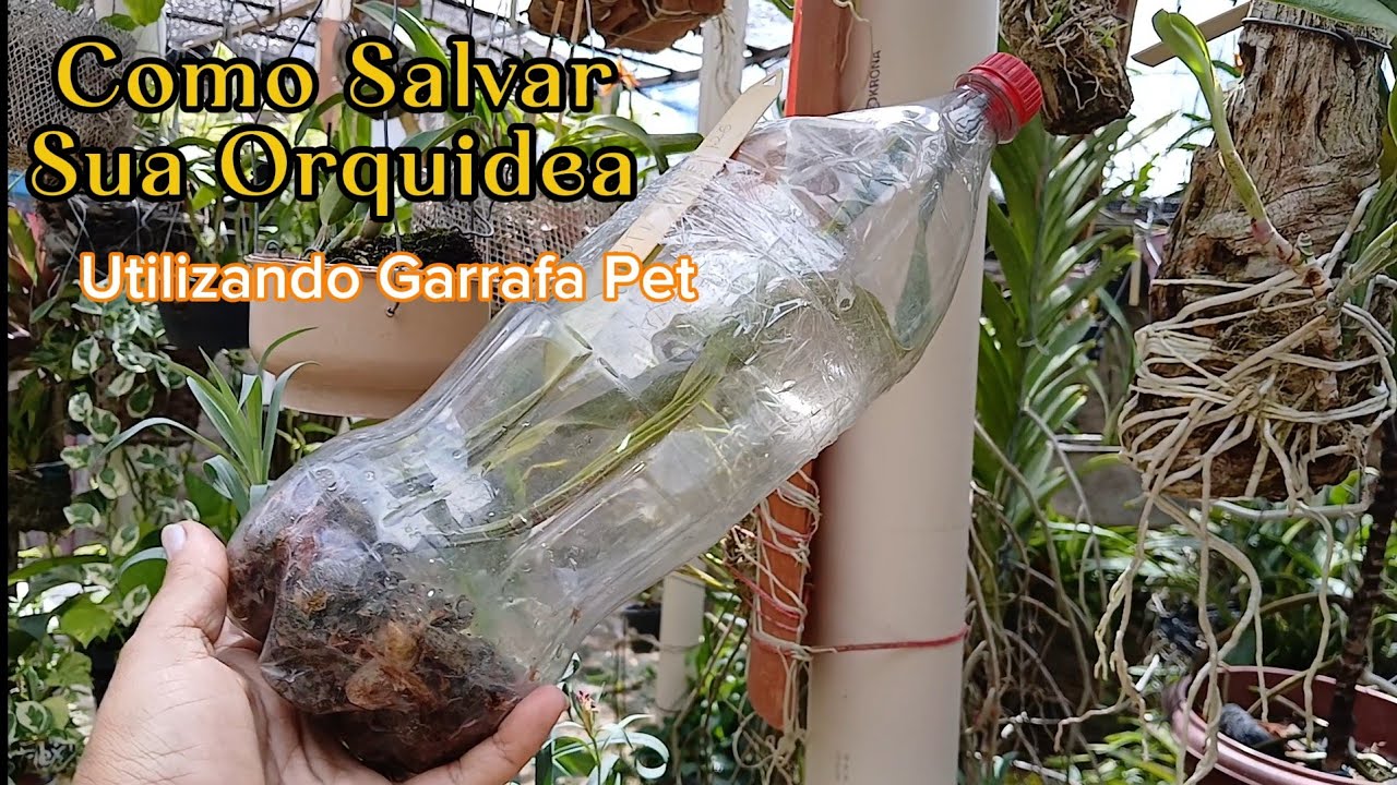 🔴 Como Salvar Sua Orquidea  / Utilizando Garrafa Pet 