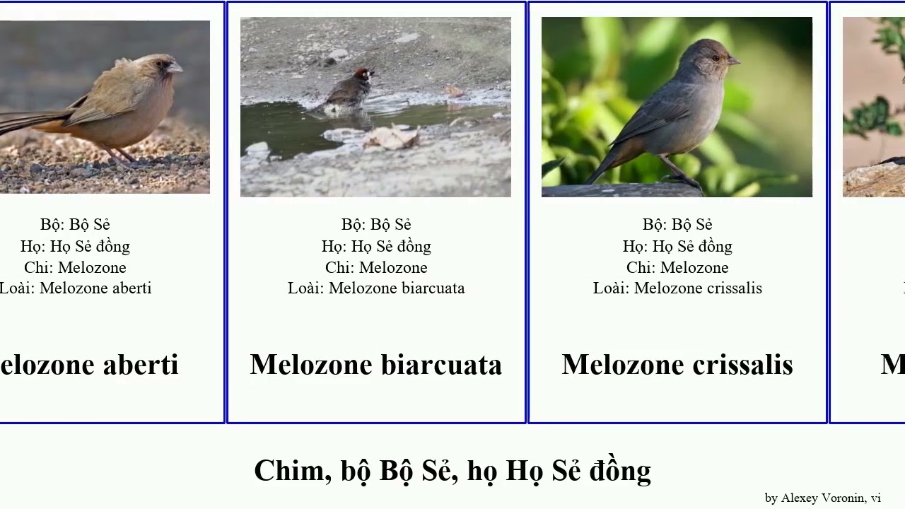Chim, bộ Bộ Sẻ, họ Họ Sẻ đồng emberiza atlapetes poospiza arremon phrygilus ammodramus melozone