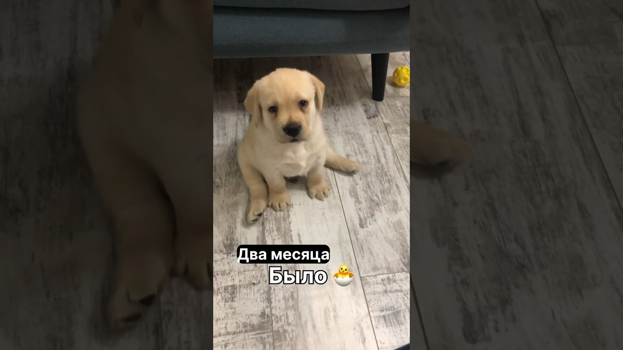 Повзрослел малыш☺️