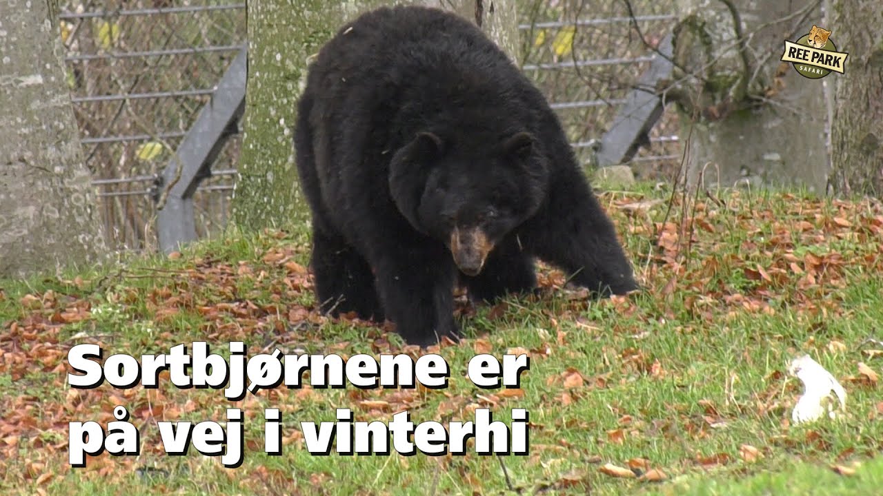 Bj&oslash;rne ikke helt g&aring;et i hi