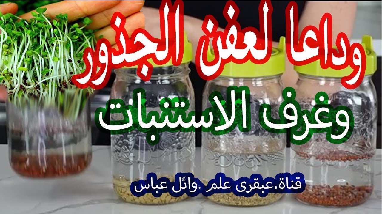 ثورة في زراعة الحبوب: وداعًا لعفن الجذور واستقبال التخمير. التخمير يحل محل الاستنبات .قناة عبقرى علم