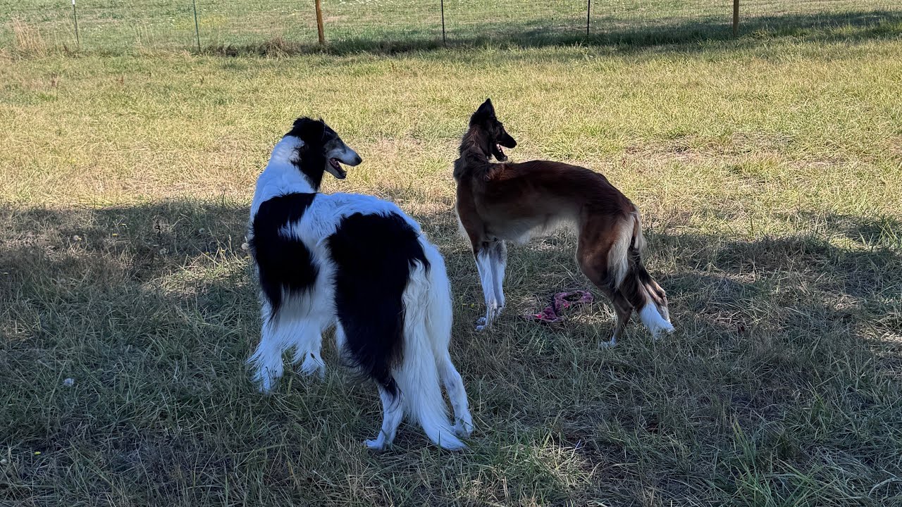 bad vlog: a borzoi kind of week 