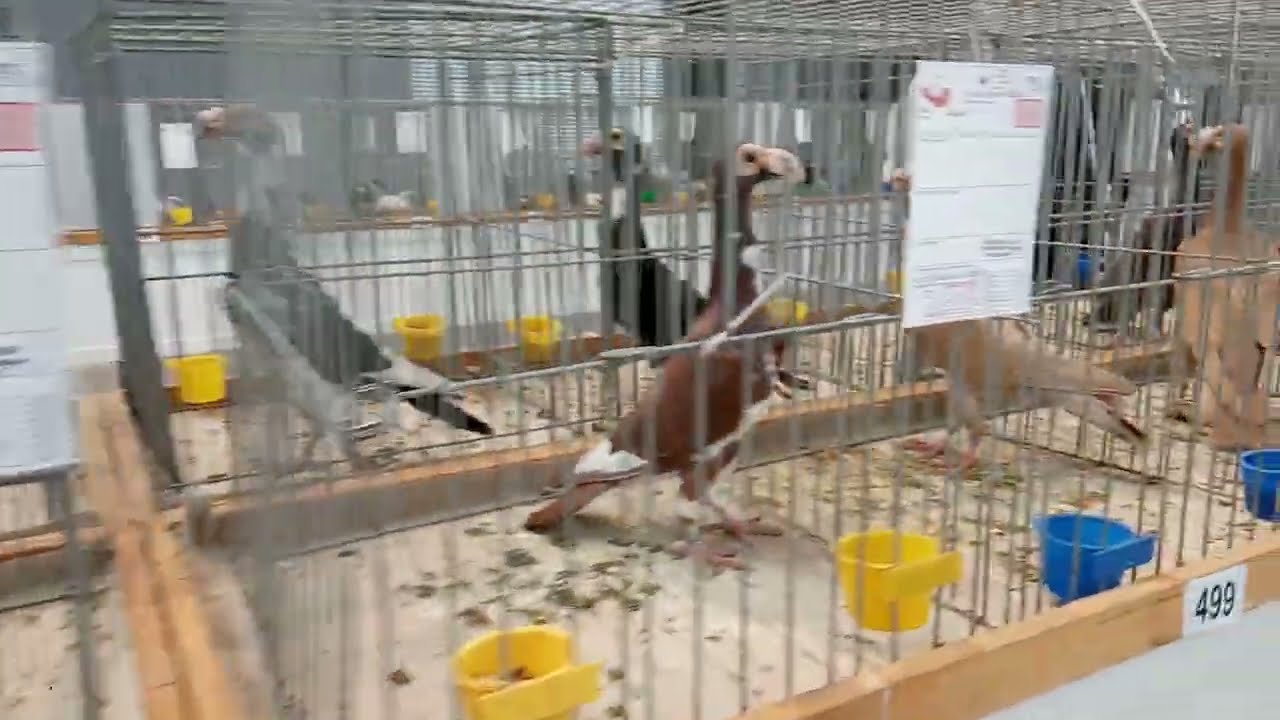 Karier ,Kielce 2022 حمام ساعي