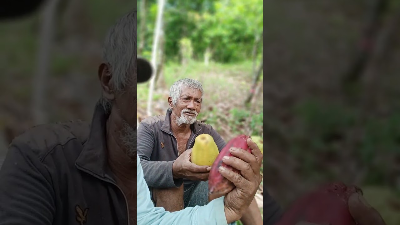 Berbagi Pengalaman Tentang Kakao Lokal Asli.