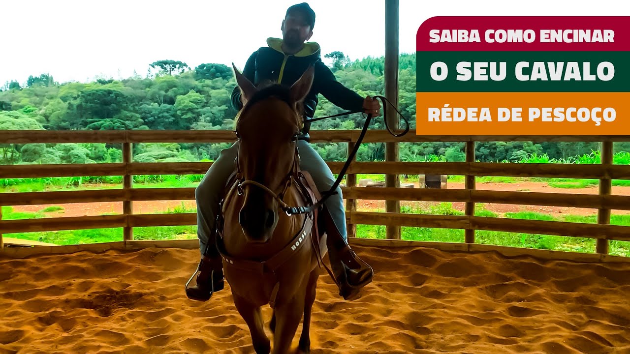 SAIBA COMO ENSINAR O SEU CAVALO RÉDEA DE PERCOÇO!