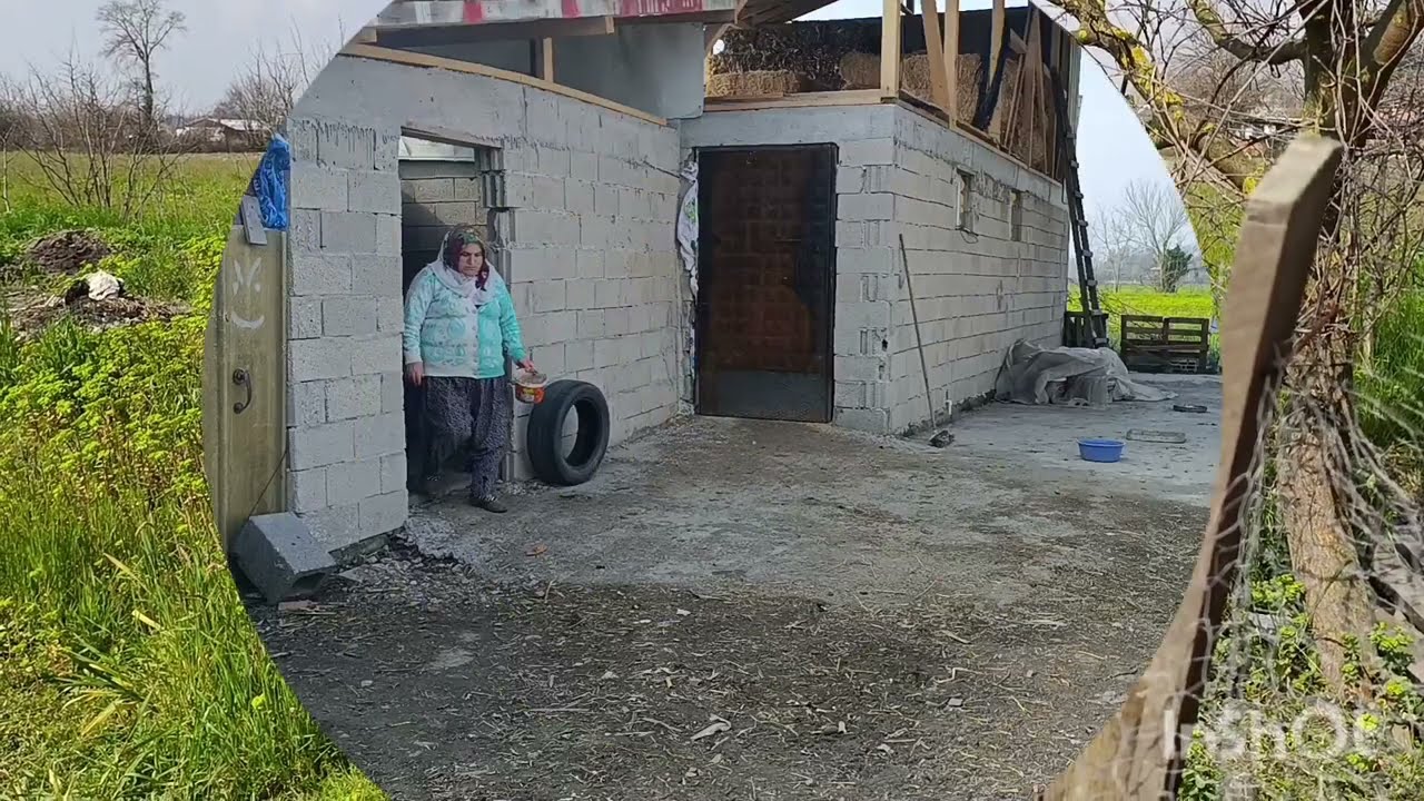 TAVUKLARIN KÜMESİNDE BAYRAM TEMİZLİĞİ ANLAYANA SİVRİ SİNEK SAZ ANLAMAYANA DAVUL 🥁 ZURNA AZ 🤷#keşfet 