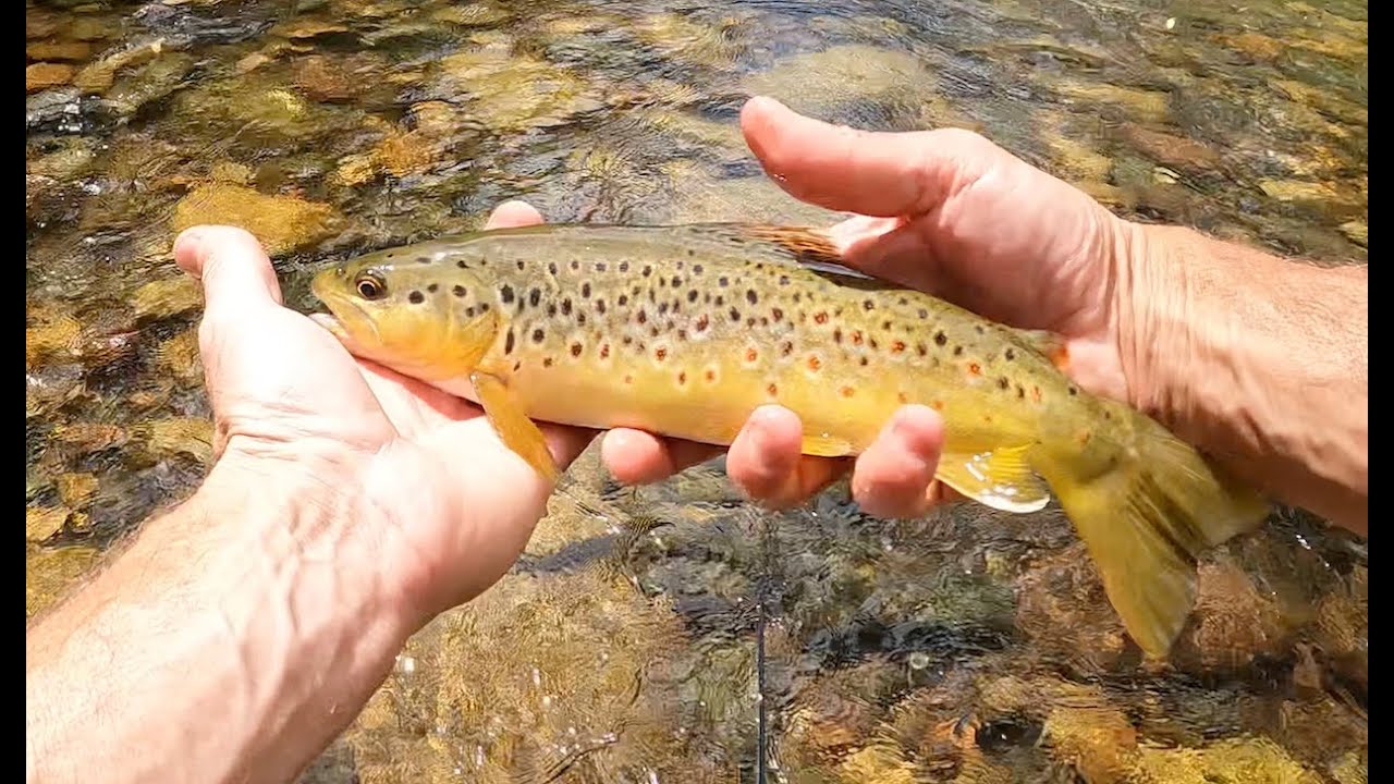 Solo Camping & Fly Fishing VIC High Country - 2 days & 3 rivers #27