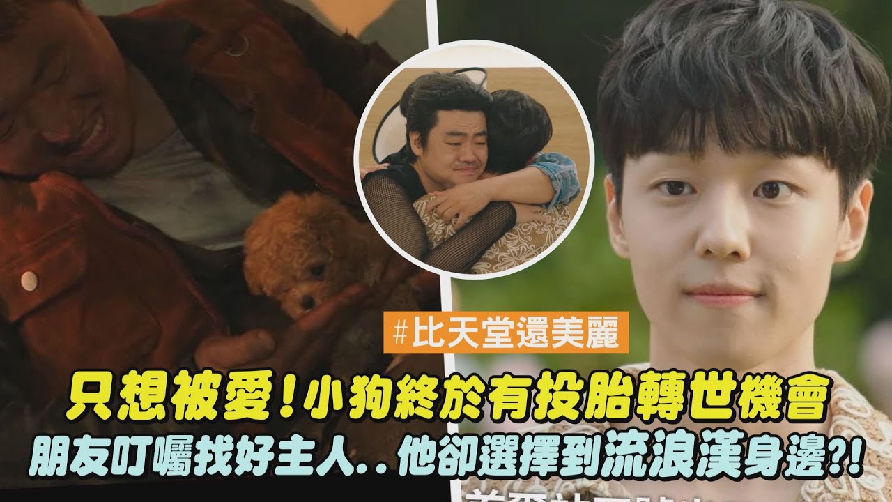 【比天堂還美麗】只想被愛!小狗終於有投胎轉世機會 朋友叮囑找好主人..他卻選擇到流浪漢身邊?!｜完全娛樂