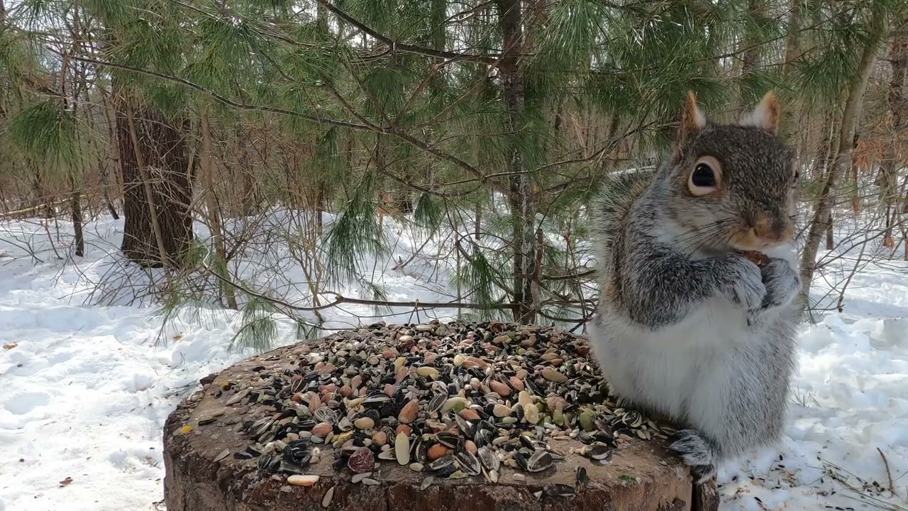 squirrel