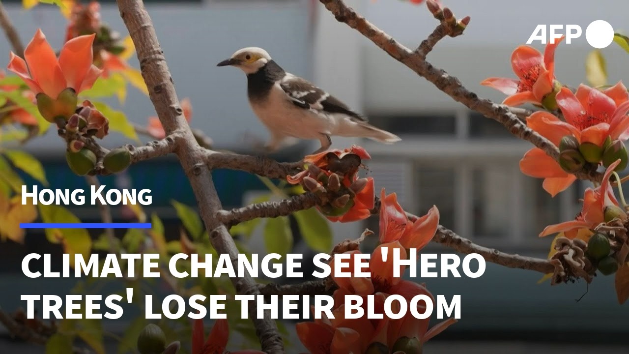 Hong Kong's 'hero trees' lose their glory as climate warms | AFP