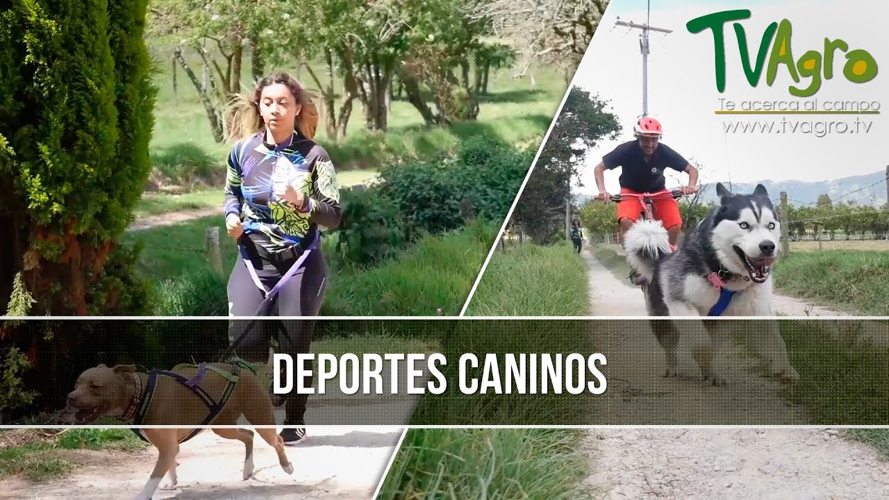 Importancia del Deporte Canino - TvAgro por Juan Gonzalo Angel