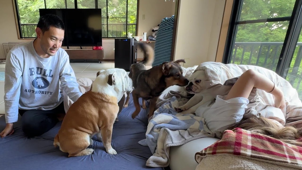 ２ヶ月前まで隅っこで固まってた保護犬…今は朝起きた瞬間「おはよう！」と駆け寄ってくれるまで成長しました！