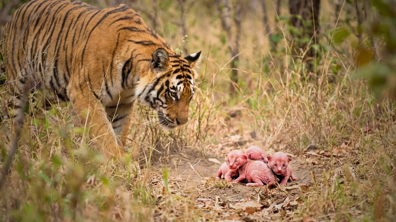 Mother Tiger Found Newborn Wild Cat Cubs, then Father Cat Came, Did Unexpected...