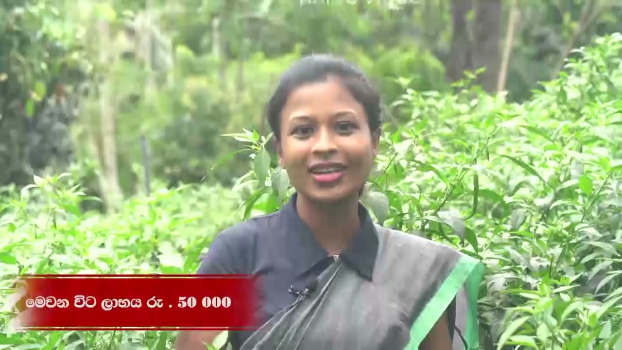 Mihikatha Dinuwo TV program 2021.07.16@6.15 p.m on Rupawahini‍ මාතෘකාව - MICH-HY-01තොරා ගතයුත්තේ ඇයි