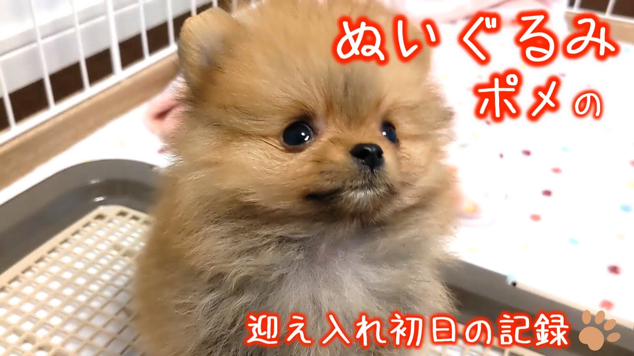 【超可愛い！】ぬいぐるみポメの迎え入れ初日【生後51日の極小赤ちゃんポメラニアン】
