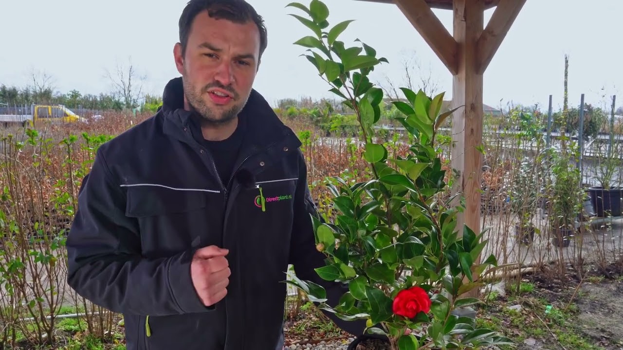 Plantpraat Camellia