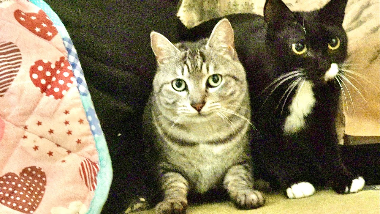 猫がわがままなのでブチギレてみた
