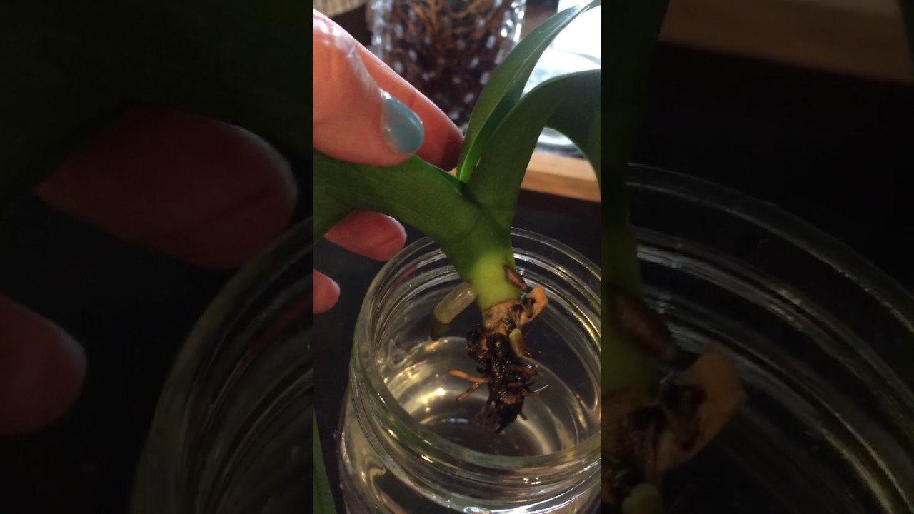 Water Culture Orchid, new blooms and which method should I use?!?!?!!!