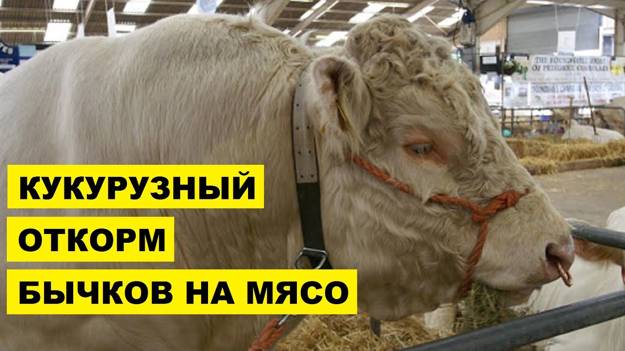 Кукурузный откорм бычков на мясо | Мясное скотоводство | Откорм крупного рогатого скота | КРС
