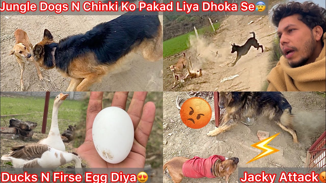 Jungle Dogs N Dhoka Se Chinki Ko Daab Liya😰|| Ducks Firse Egg Dene Lag Gye😍|| Chota Redking Vs Jacky