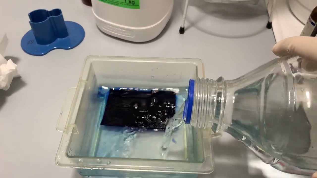 How to stain a SDS Page Gel with Coomassie Blue G250 (equal sample loading) #biochemistry