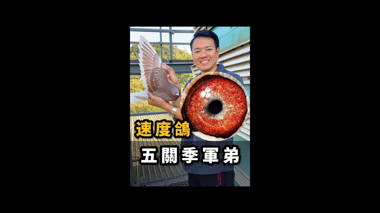 紅公25-096372【根王鴿舍】【根王萬代福】| 賽鴿 | 信鴿 | 種鴿  | racing pigeon