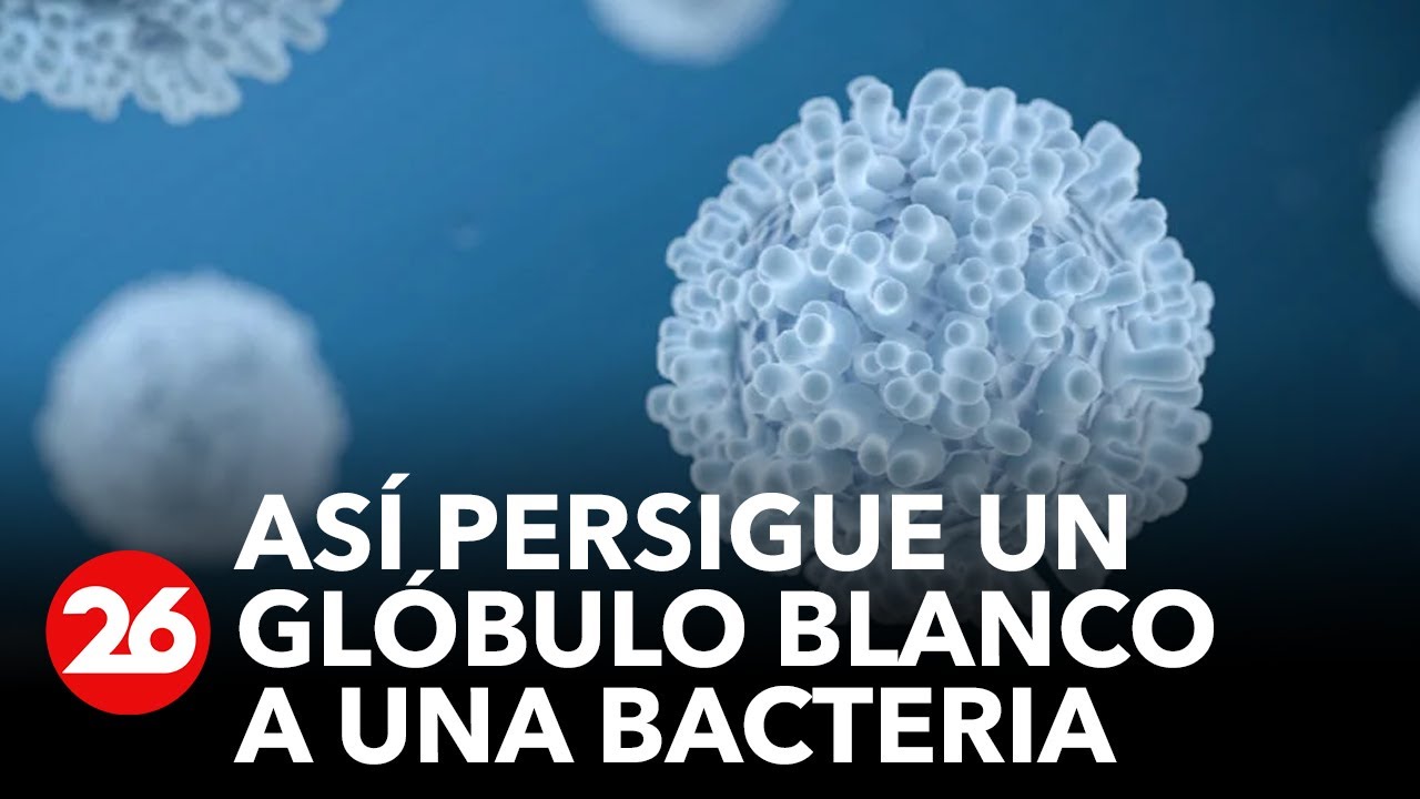 ESPAÑA: Así persigue un glóbulo blanco a una bacteria