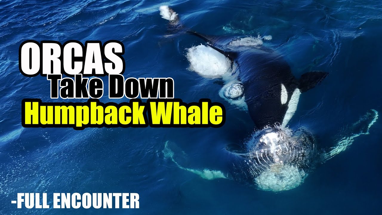 Orcas Take Down a Humpback Whale – Rare Drone Footage