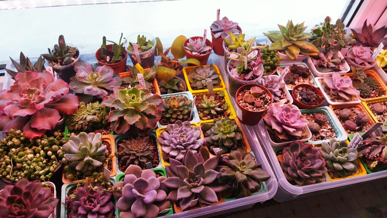 Мои суккуленты после обработки 🌵/ Новинки ♥️