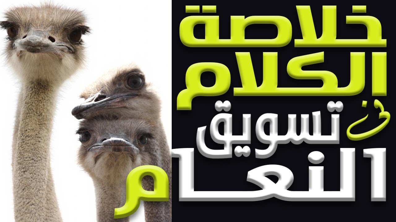 مشروع المليونيرات !! تسويق النعام مشروع تربية النعام أهم المشروعات الصغيرة الناجحة