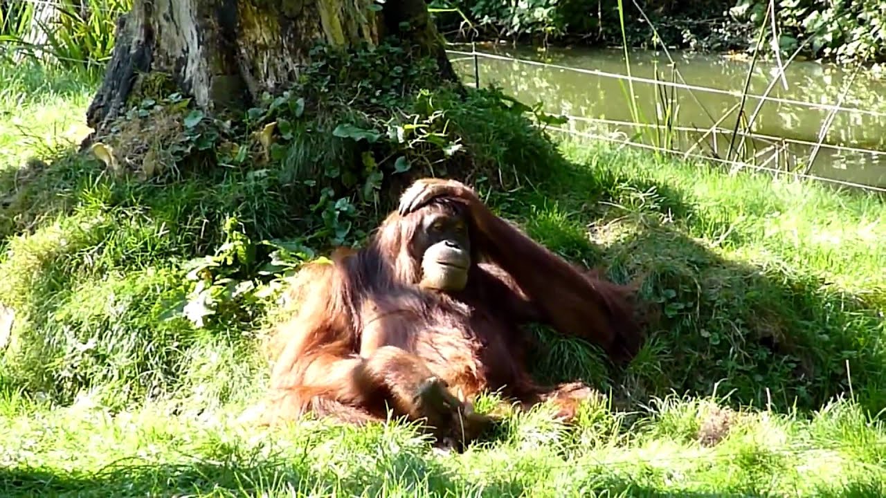 In the Zoo Dortmund / Germany 2009