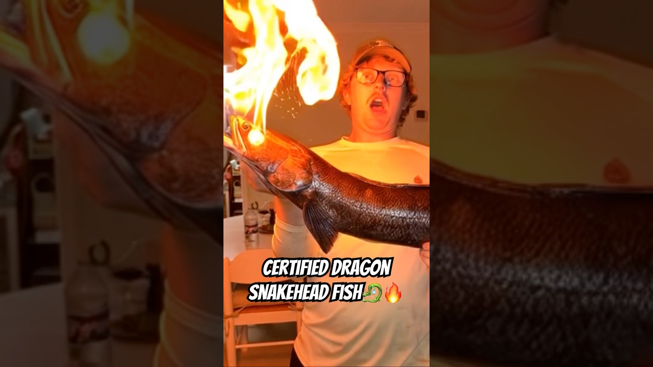 Он поймал змееголового дракона 