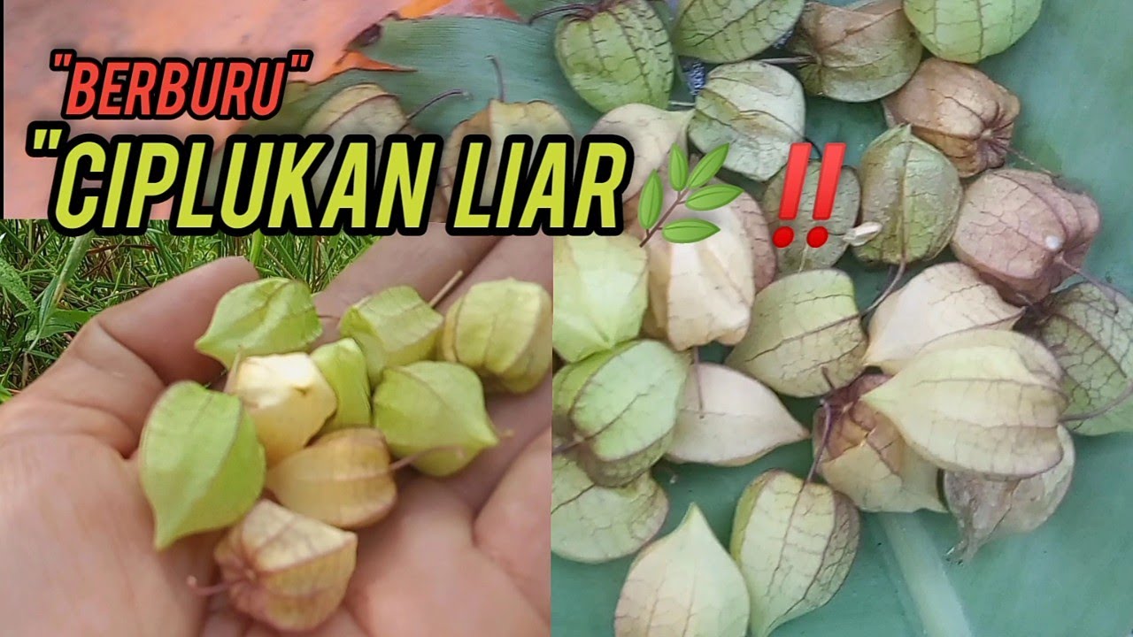 Hunting Wild Ground Cherries‼️Petualangan Alam Desa 🌿 