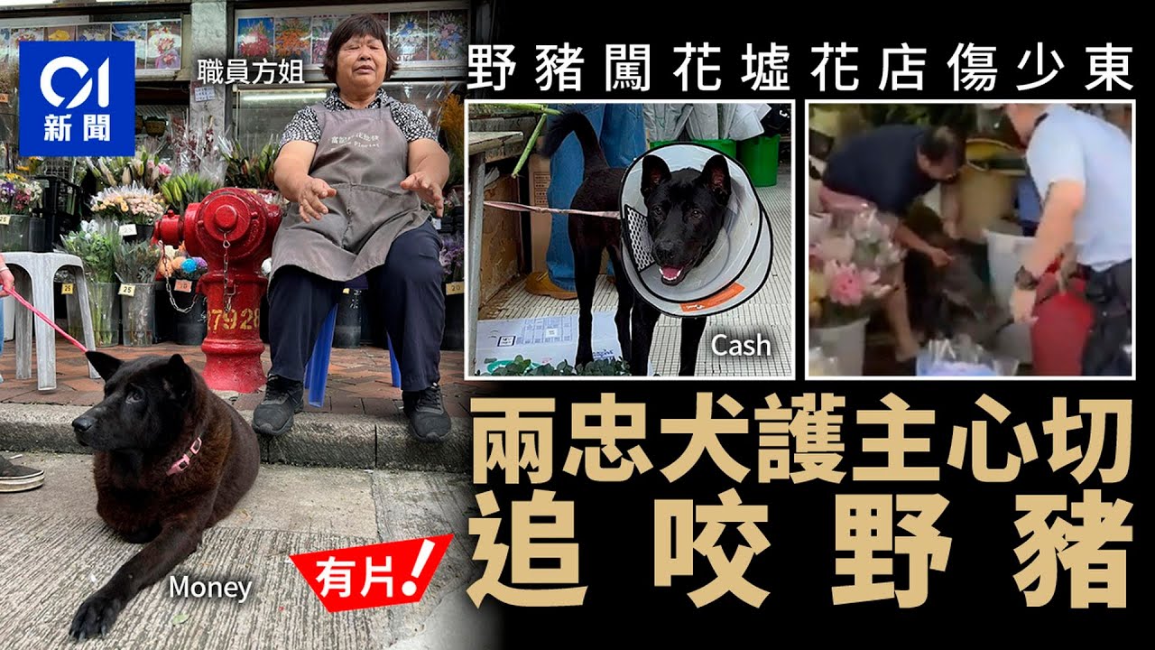 野豬闖入旺角花墟花店　大鬧2小時　兩忠犬護主助追｜01新聞｜突發｜花墟｜旺角｜盾牌｜漁護署