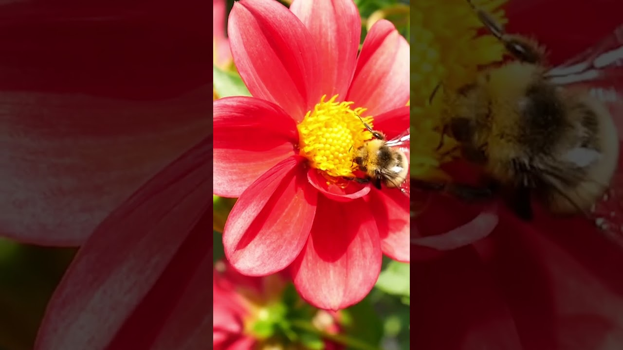 Buzzworthy Bee Diet
