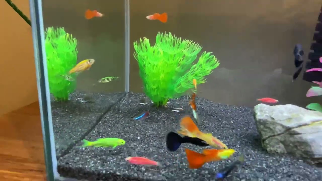 Lepistes karma tank 55x35x35 cama cam akvaryum Dophin Sfp 34 pipo filtre