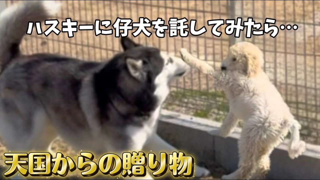 【新たな仲間】赤ちゃんが好きすぎるハスキーに仔犬を会わせてみたらこうなりました…天国からの贈り物