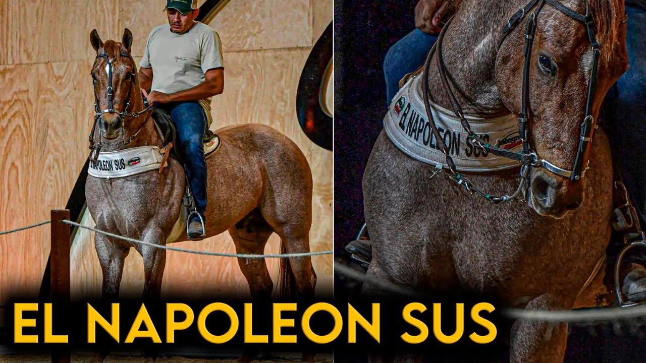 NOVO GARANHÃO DO HARAS INTEGRAL MIX - EL NAPOLEON SUS !