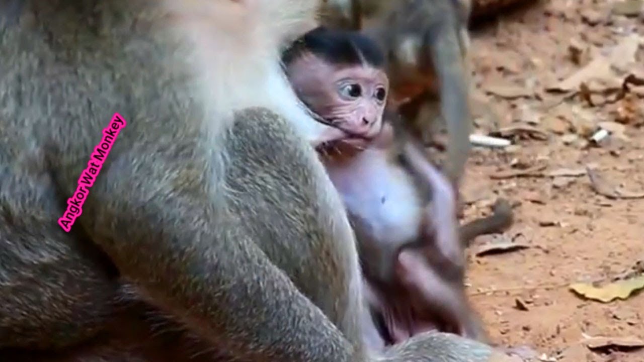 Lovely newborn baby monkey Mia trying to keep mom milk