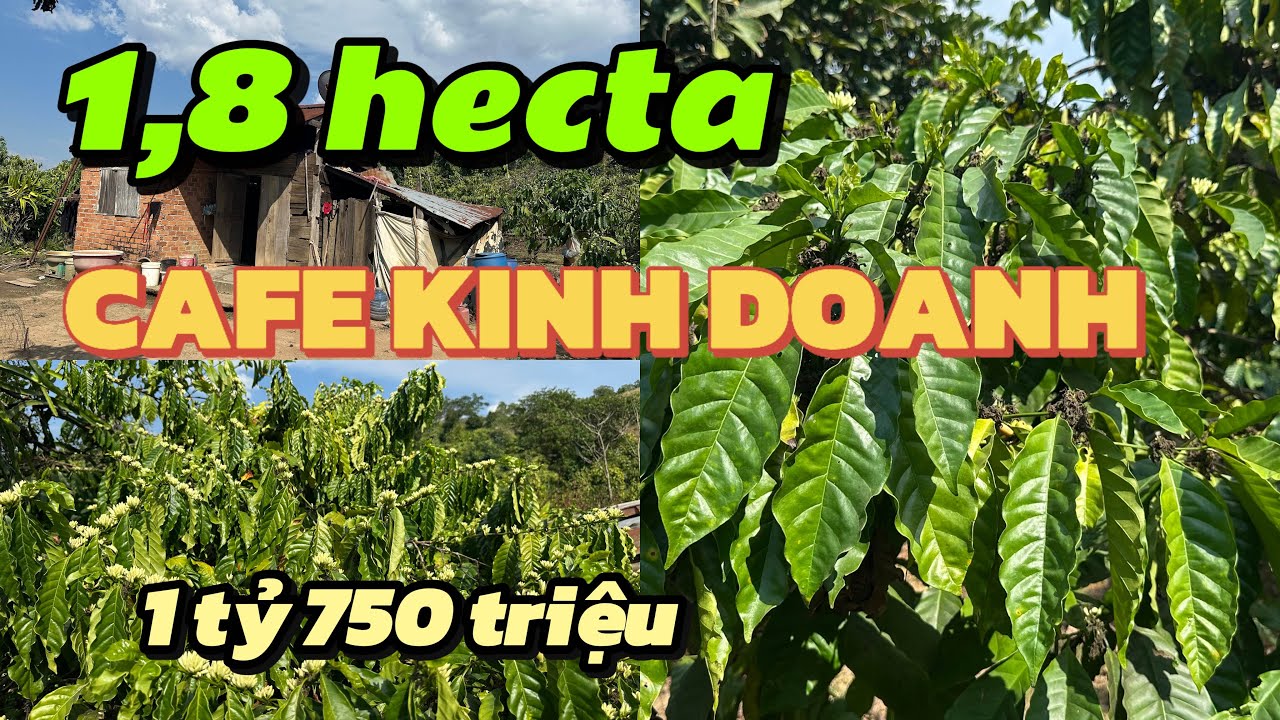 Một mảnh rẫy cafe duy nhất còn sót lại giá rẻ . Sổ đủ gần 1,8 hecta. Ôm đường đất lớn, có nhà