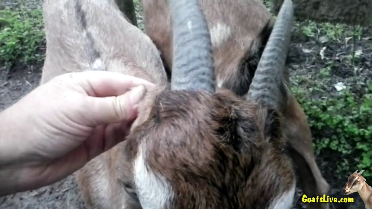 August 7, 2016 - Head Scratches For Rose