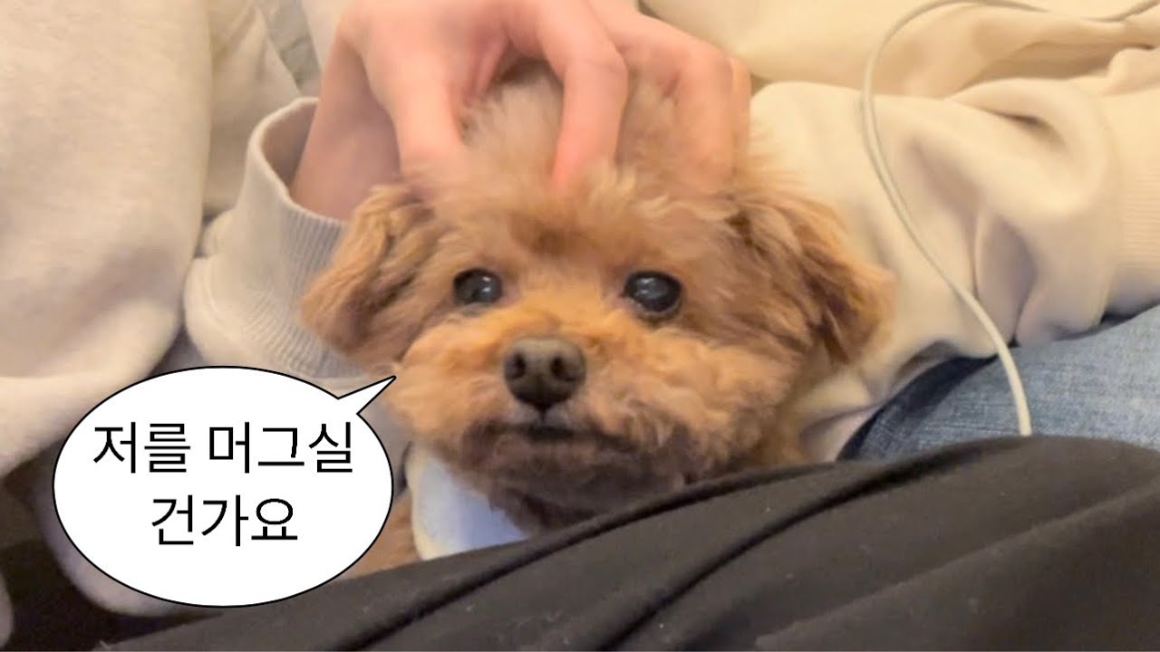 이래봬도 알차게 살아가는 강아지들