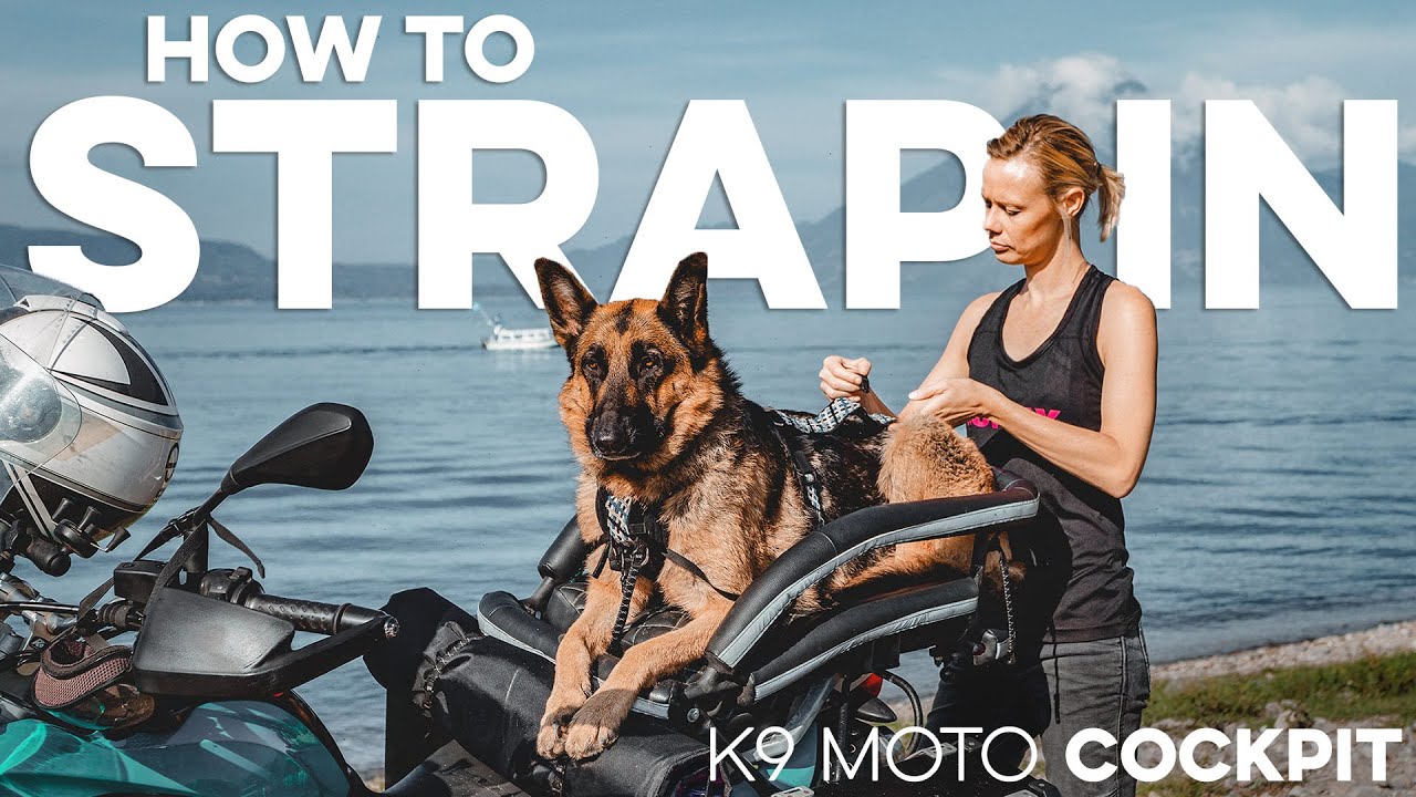 How to secure your dog into their K9 Moto COCKPIT motorcycle dog carrier!