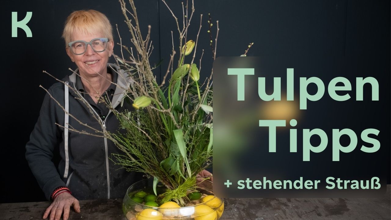 Tulpe: Eine Blume, viele Möglichkeiten | Tipps & Ideen von Carola